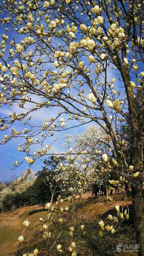 念「药师琉璃光如来」治胃癌