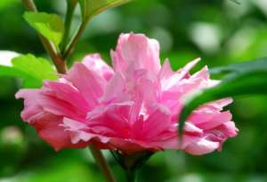 佛说濡首菩萨无上清净分卫